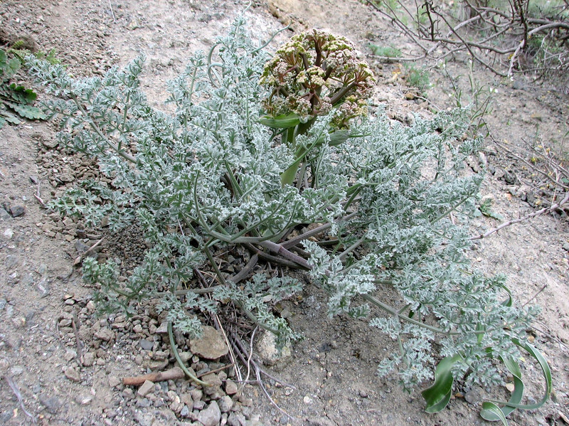  p> b>草甸阿魏 /b>(学名: i>ferula kingdon-wardii /i>)是伞形科