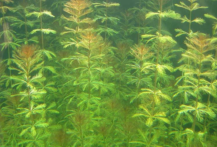  p>黄丝草(学名:potamogeton maackianus)是眼子菜科多年生沉水草本.