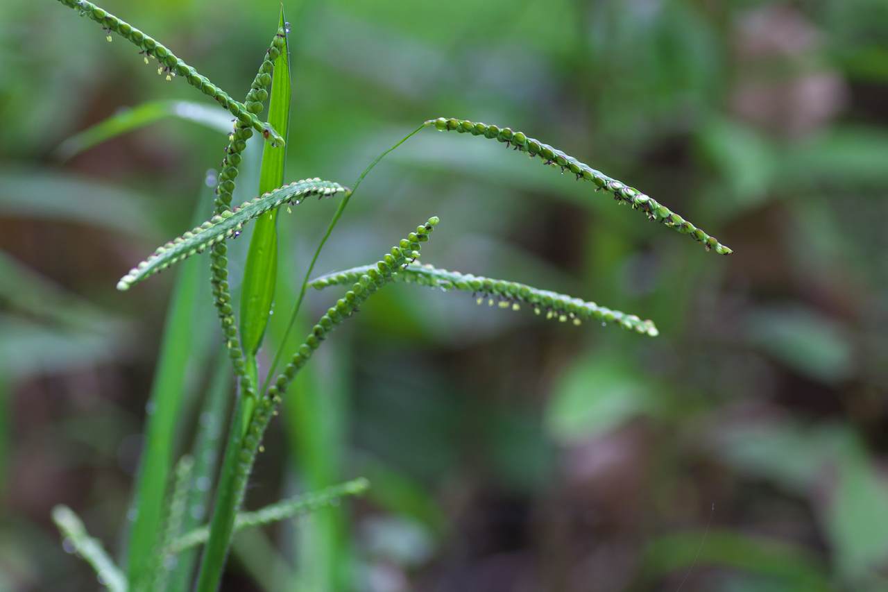  p>雀稗(学名: i>paspalum thunbergii /i> kunth ex steud.