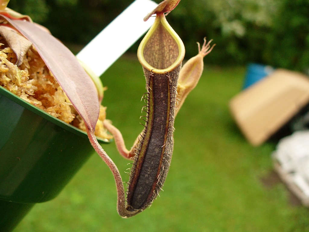 nepenthes hamiguitanensis