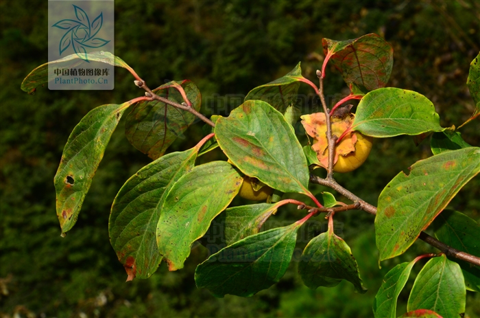 10542105" data-lemmaid="10542105">柿目 /a>柿科柿属灌木或小乔木