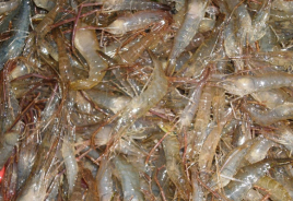 兴凯湖特产虾