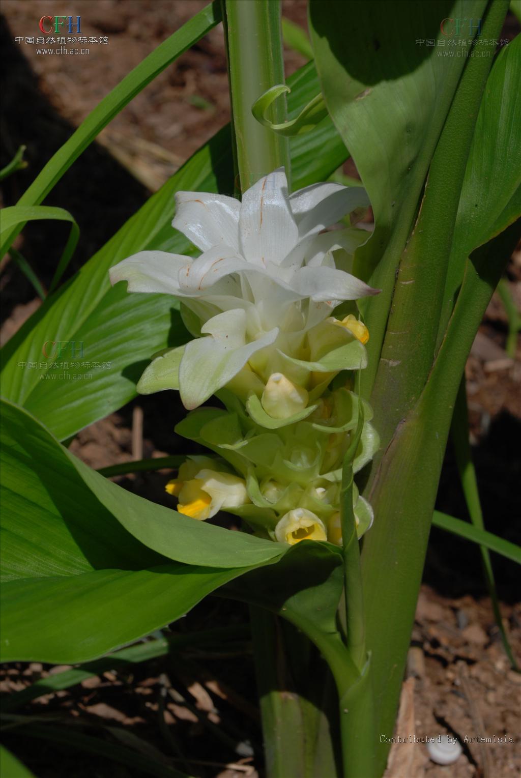 为姜科植物 a target="_blank" href="/item/温郁金curcuma rcenyujin