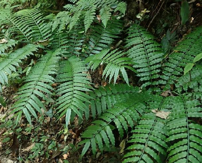  p>福建观音座莲(学名: i>angiopteris fokiensis /i> hieron.