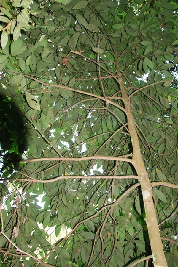 gironniera subaequalis planch