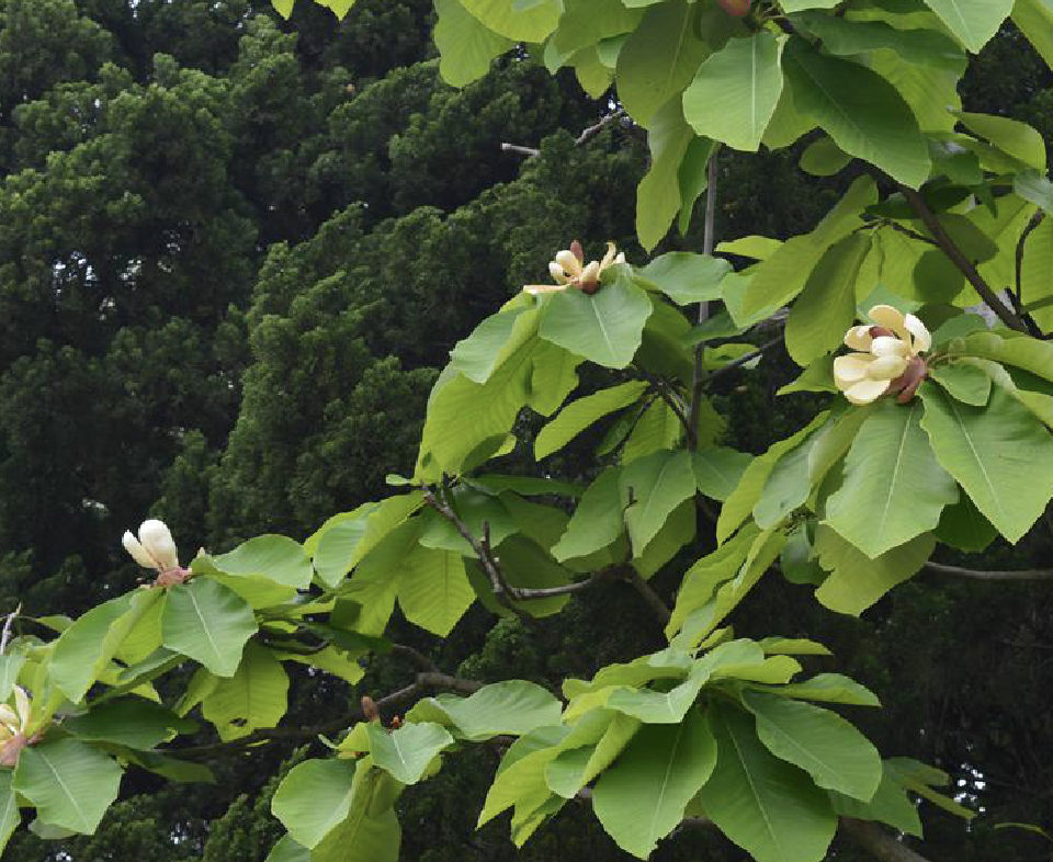  p>日本厚朴(学名: i>magnolia hypoleuca /i> sieb. et zucc.