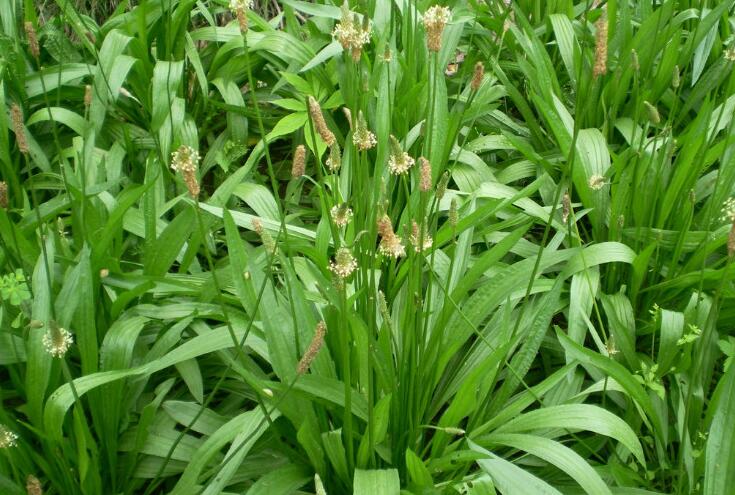  p>长叶车前(学名: i>plantago lanceolata /i> l.