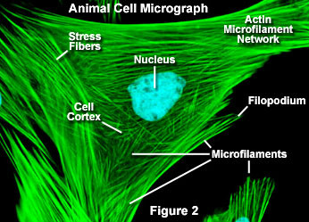  p>微丝(microfilaments)是由 a href="#" data-lemmaid="1151462">肌