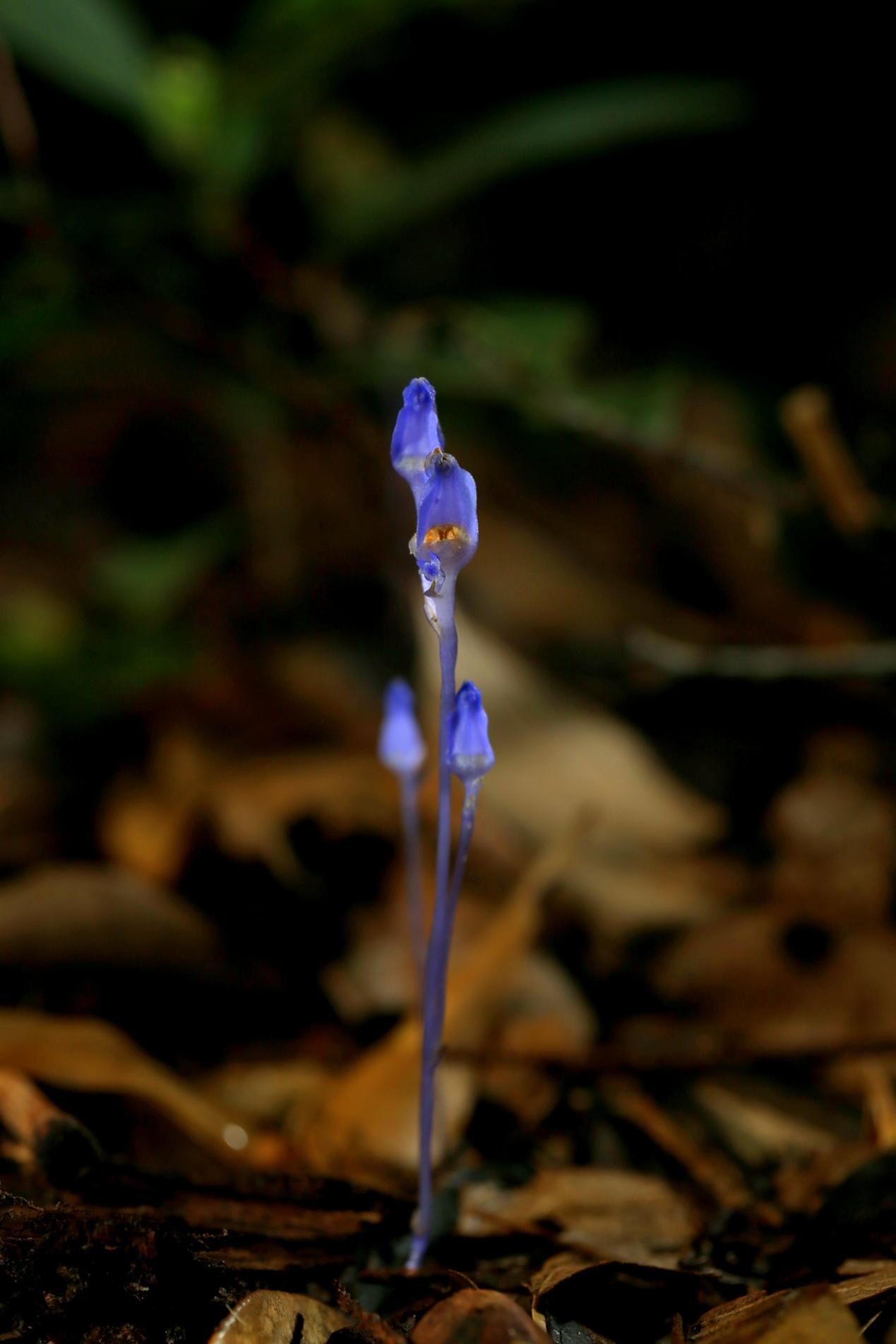  p data-id="gn8v6feqpa">水玉簪属,约63种植