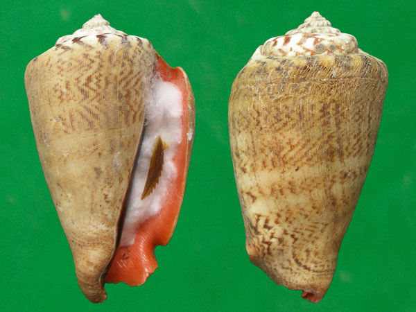  p>红娇凤凰螺(学名: i>conomurex luhuanus /i>) a href="#" data