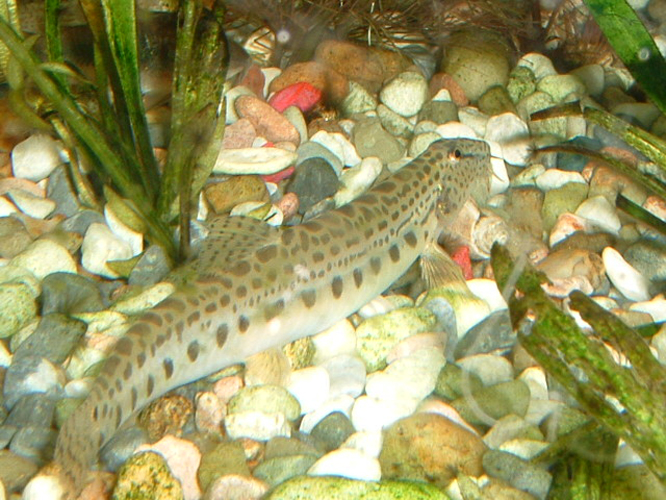 大斑花鳅