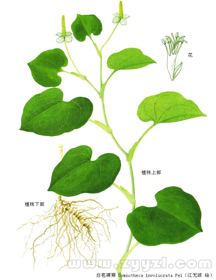 gymnotheca chinensis decne.