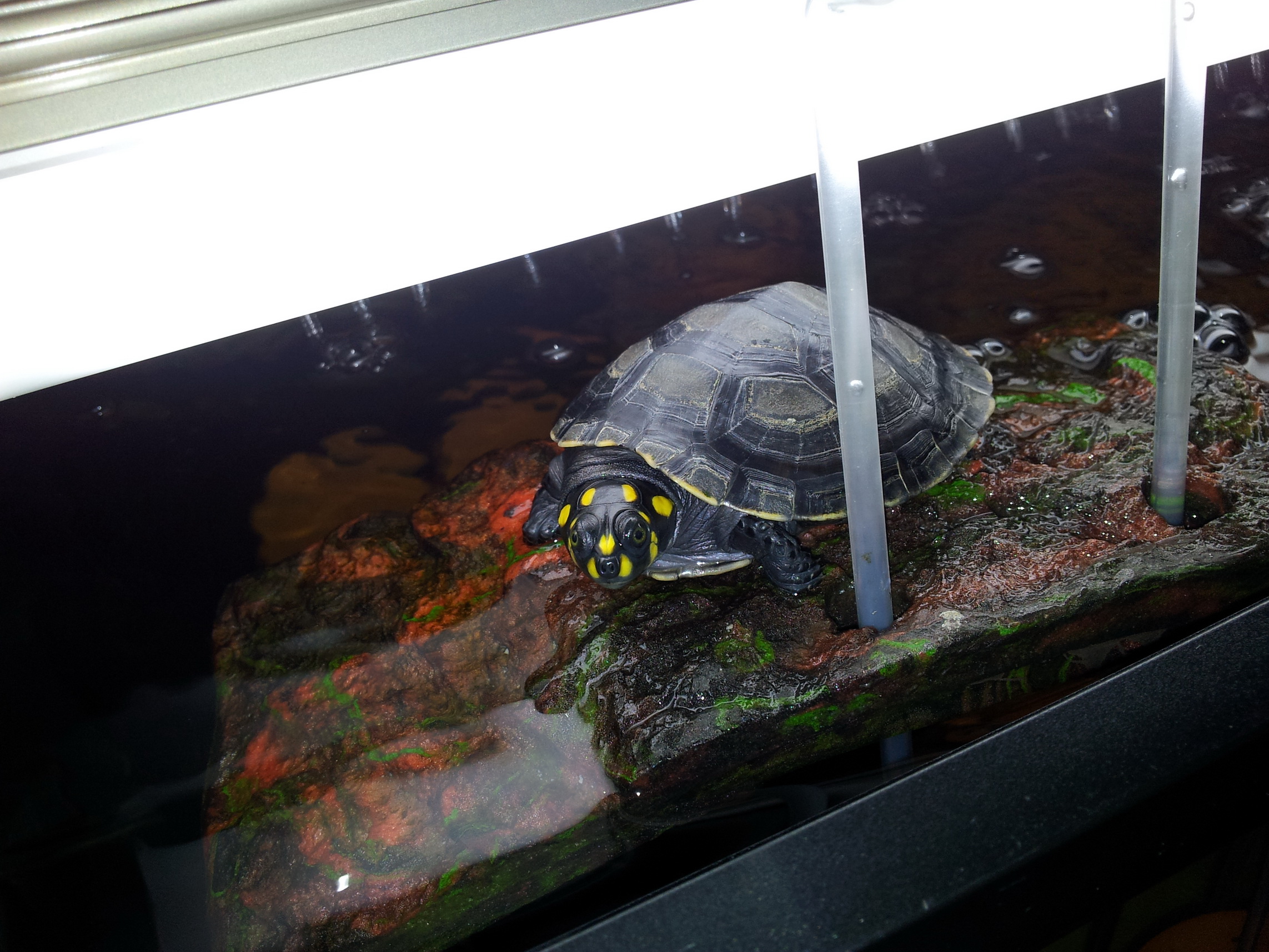  p>黄头侧颈龟(学名: i>podocnemis unifilis /i>)是侧颈龟科,南美侧