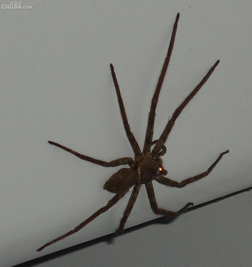  p>捕鱼蛛(dolomedes)属于盗蛛科,又称食鱼蜘蛛,狡蛛,跑蛛等.