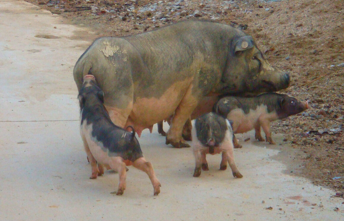  p>五脚猪,又名老鼠猪,五指山猪,原产于海南省 a target="_blank"