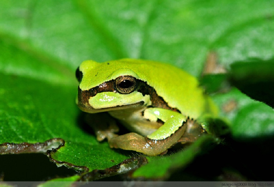  p>雨蛙科(hylidae):无尾目的一科.