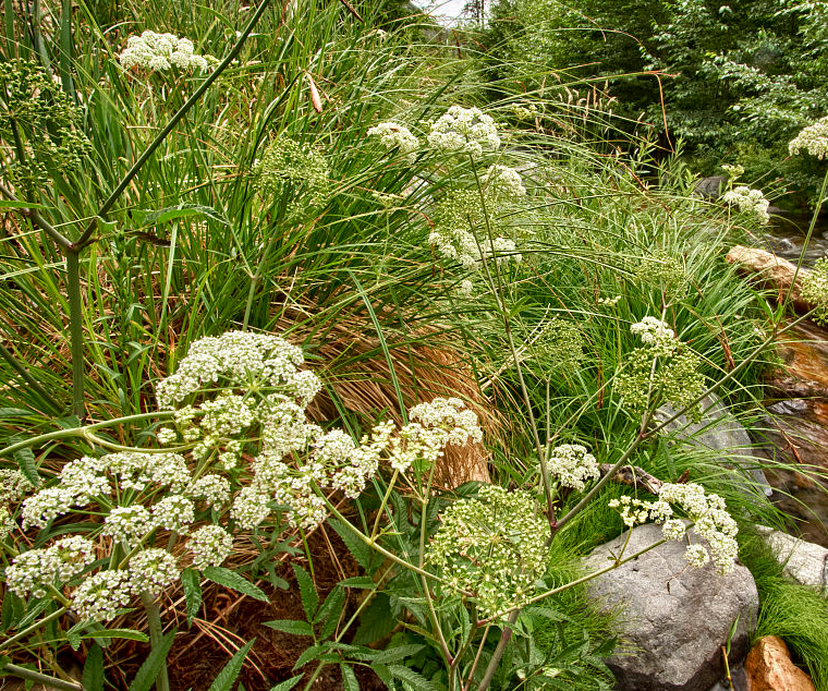 水毒芹