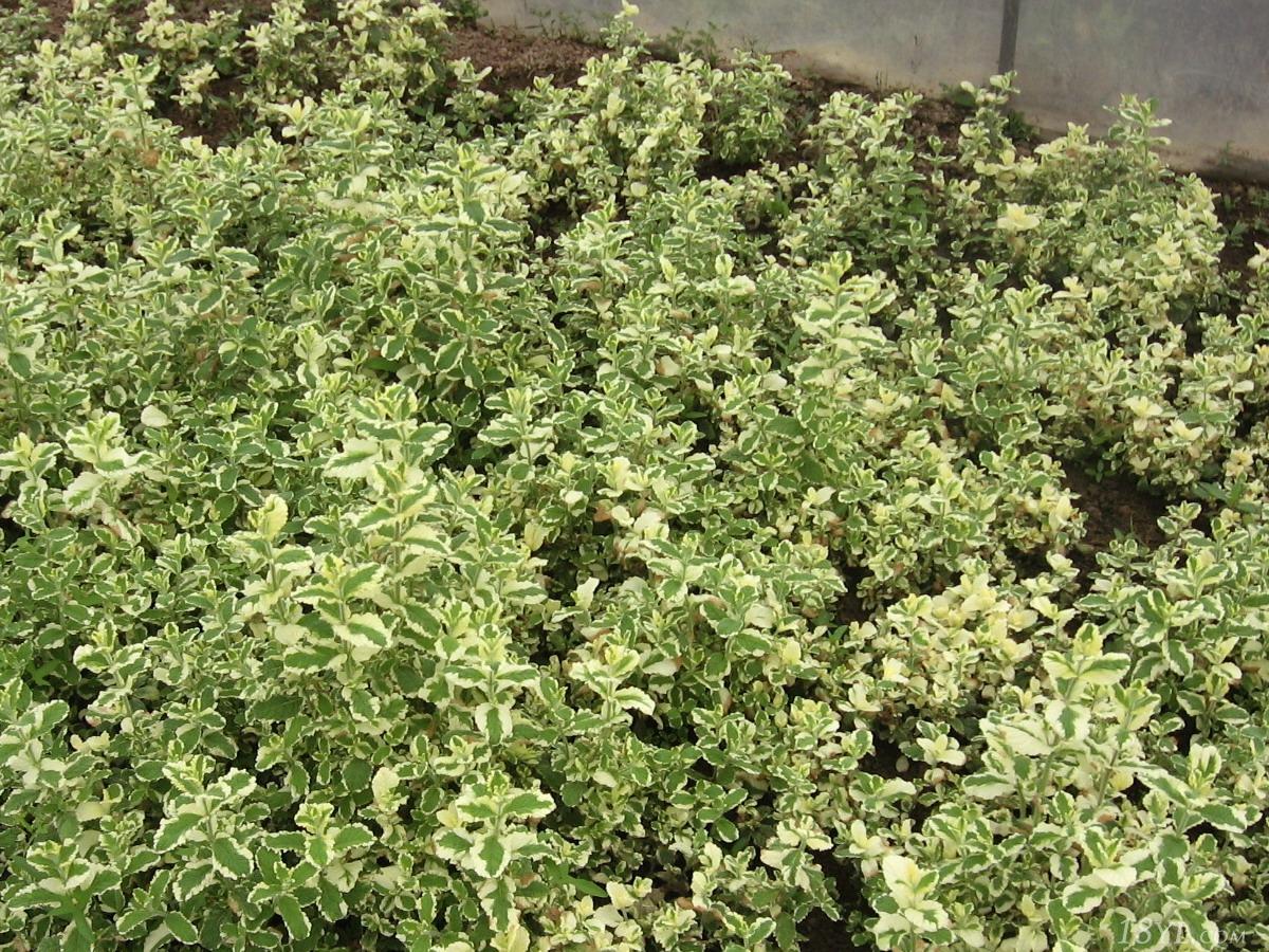  p>金边黄杨(学名: i>euonymus japonicus aureo-marginatus /i>)是