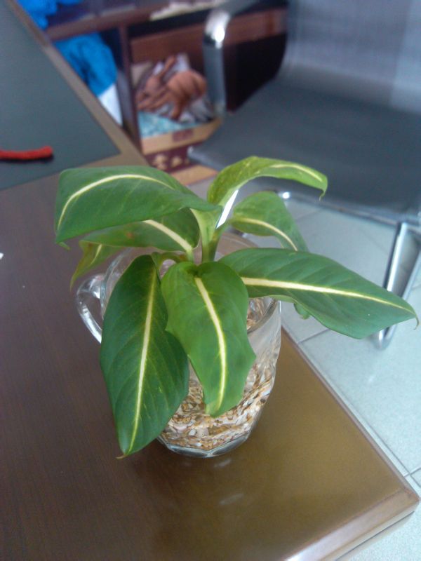  p>白肋万年青( i>dieffenbachia leopoldii /i> bull.