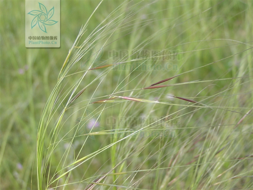  p>天山针茅主要分布于新疆地区. /p>