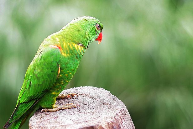 青绿锥尾鹦鹉