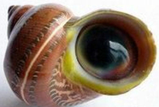  p>猫眼蝾螺(英文名:tapestry turban,cats eyes turban)为腹足纲 a