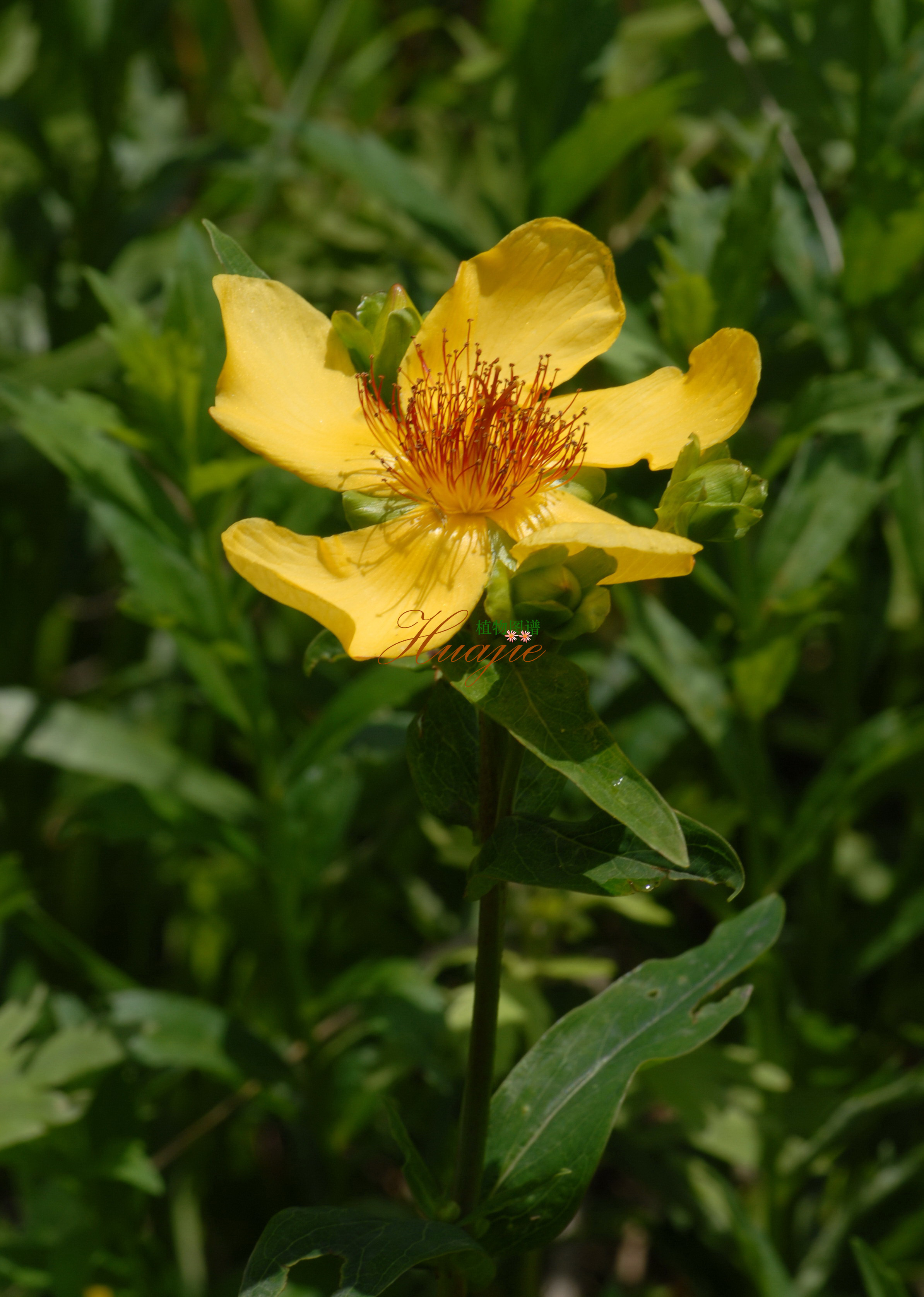  p data-id="tborhpe6e3aw">红旱莲,是金丝桃科金丝桃属多年生草本