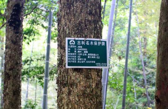 闽楠福建群体108家系_百度百科