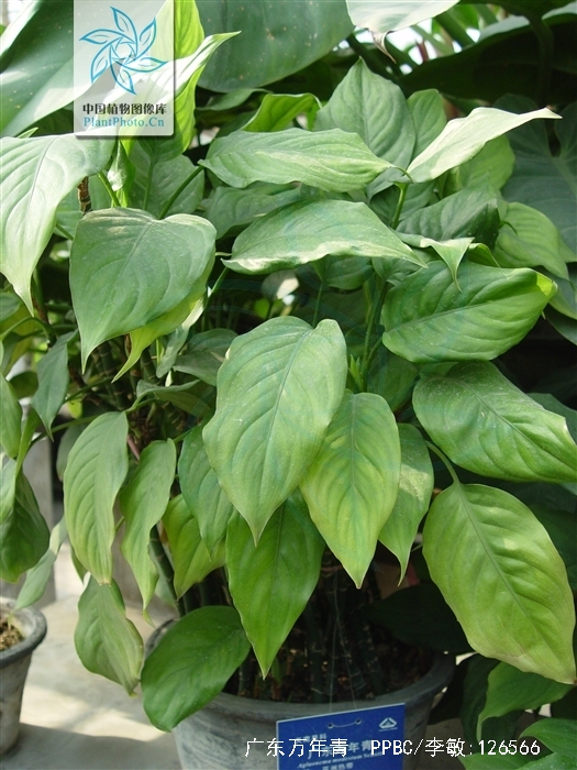 是天南星科广东万年青属的多年生常绿草本植物;茎直立或上升;鳞叶草