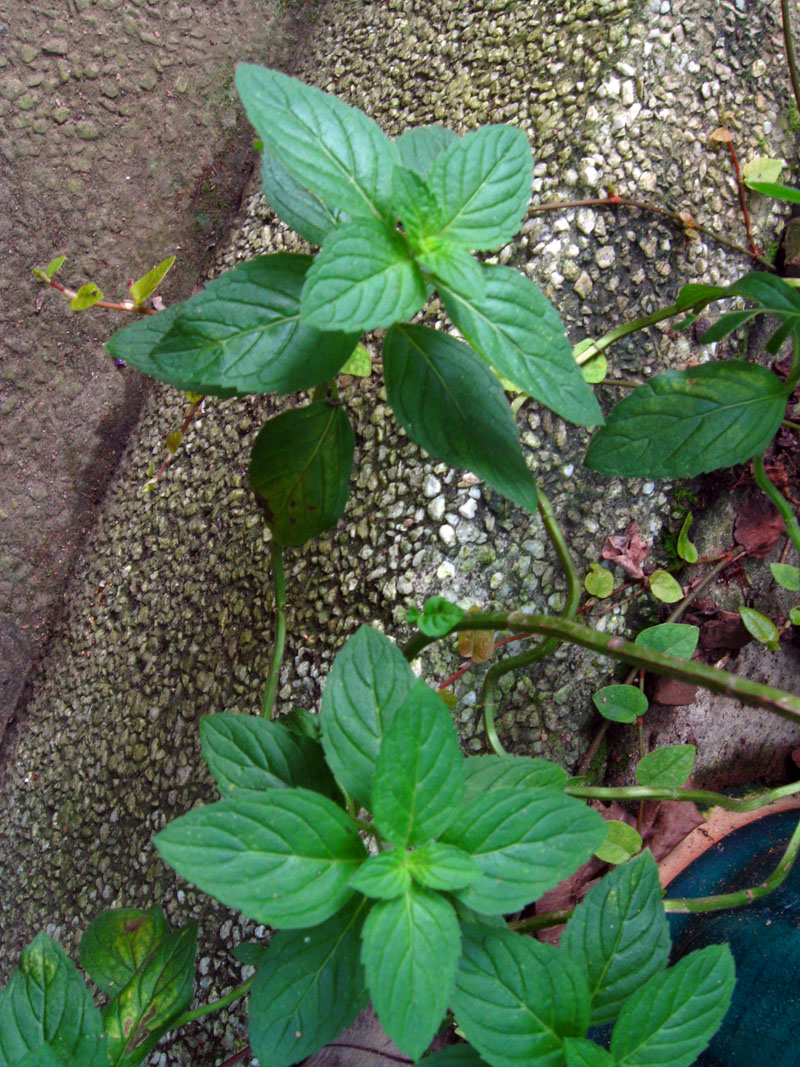 mentha citrata