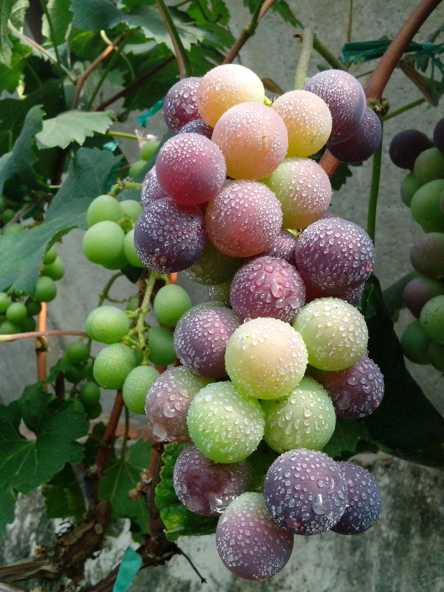 巨峰葡萄(学名:vitis labrusca × vinifera kyoho )是