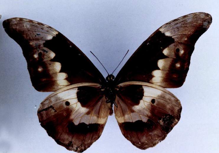  p>光明女神闪蝶(学名: i>morpho helena /i>):是鳞翅目,闪蝶科,闪蝶