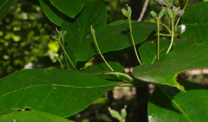  p>多花蓝果树又名 a href="#" data-lemmaid="8085827">美国紫树 /a>