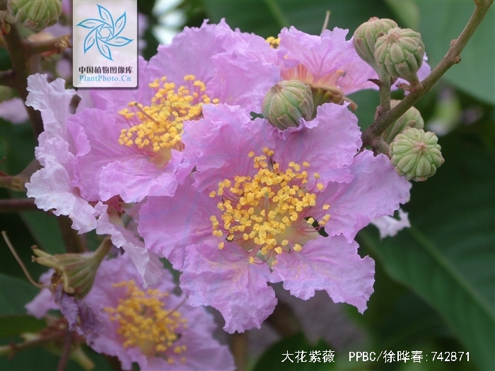  p>大花紫薇(学名: i>lagerstroemia speciosa /i> (l.) pers.