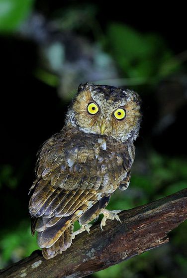  p> b>黄嘴角鸮台湾亚种 /b>(学名: i>otus