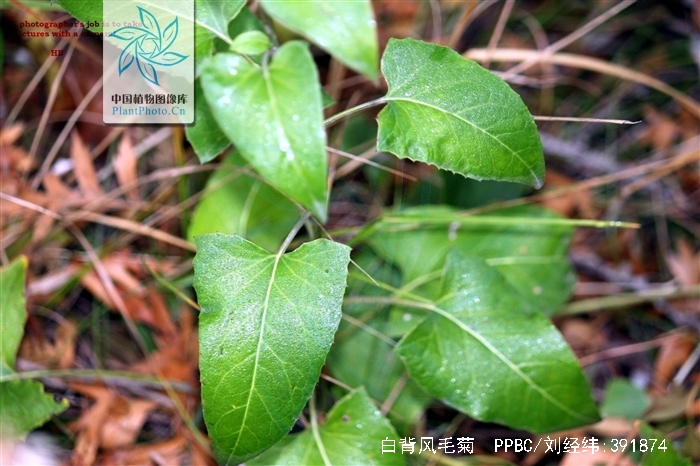  p>白背风毛菊,为 a target="_blank" href="/item/双子叶植物纲