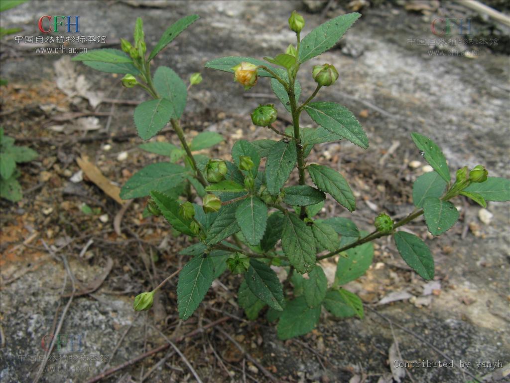  p>黄花稔,中药名.