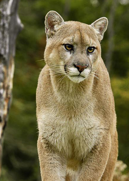  p>奥林匹克山美洲狮(学名: i>puma concolor olympus /i>)是美洲狮的