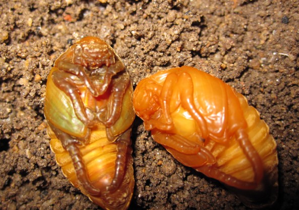  p>铜绿异丽金龟(anomala corpulenta)是 a href="#" data-lemmaid="