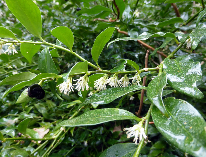  p>野扇花(学名:)是 a>黄杨科, /a> a>野扇花属 /a> a href="#" data