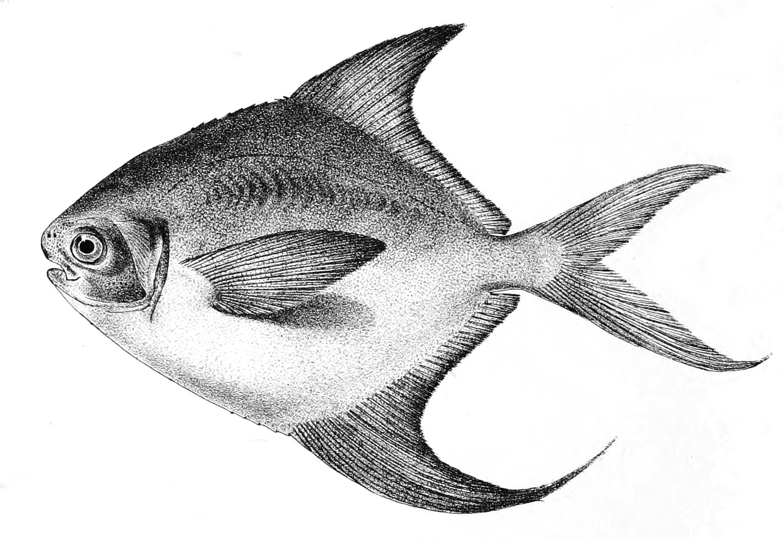  p>灰鲳( i>pampus cinereus /i>)是 a target="_blank" href="/item