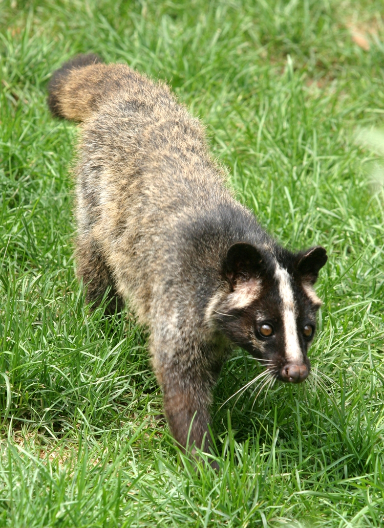  p>花面狸(学名: i>paguma larvata /i>)是灵猫科,花面狸属食肉动物