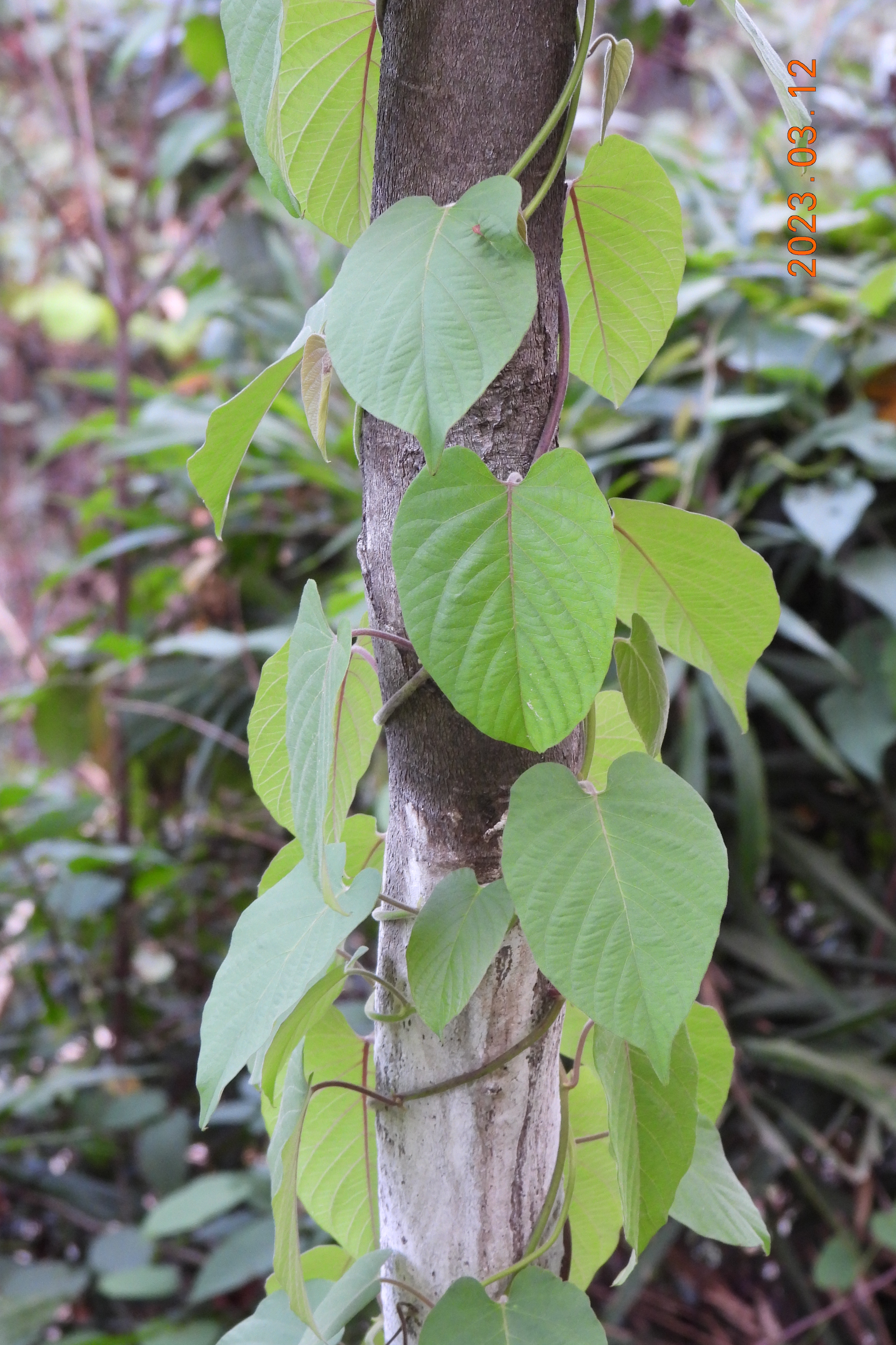  p data-id="tzzp69ymxudl">白鹤藤( i>argyreia acuta /i> lour.