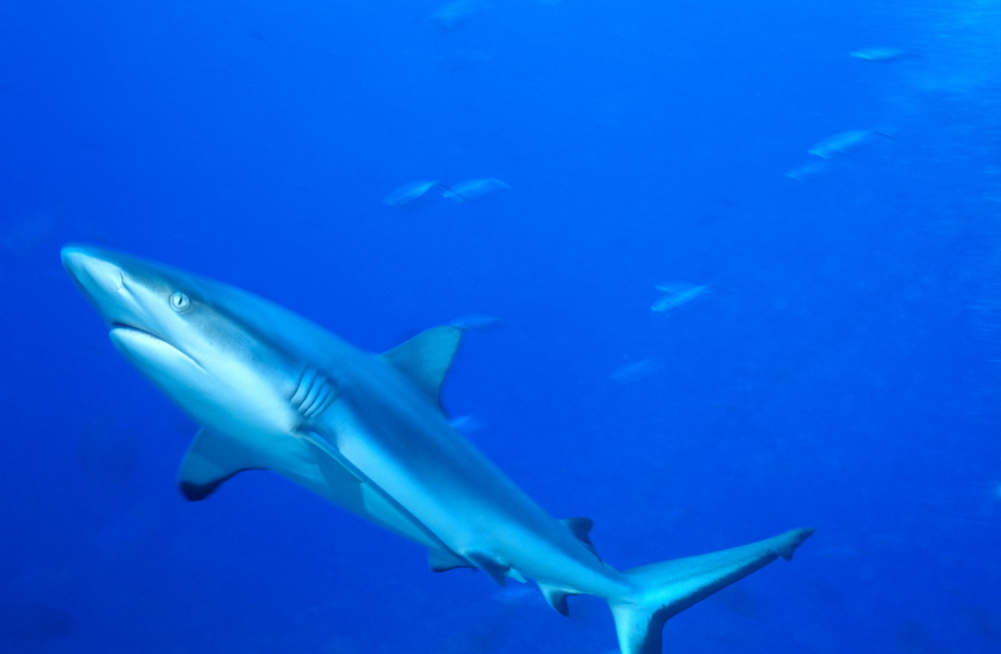 哈氏台湾鲨