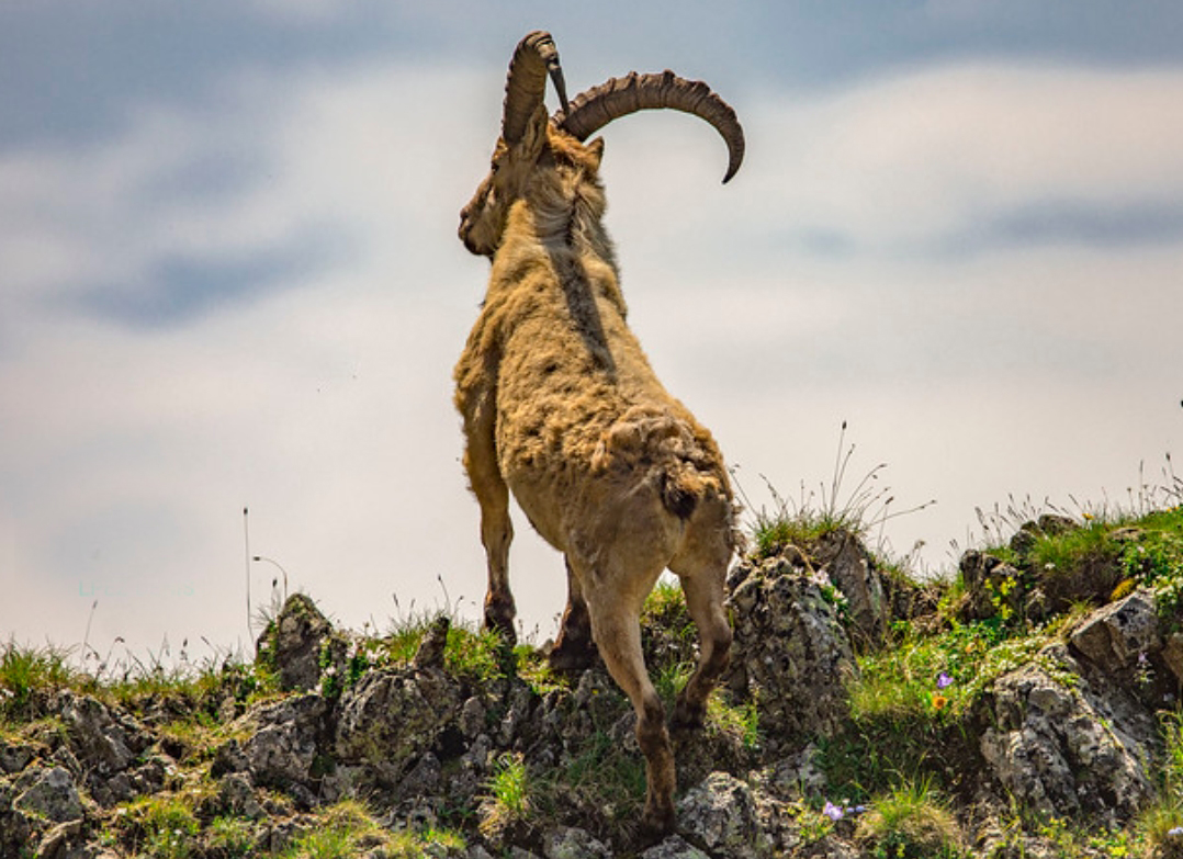  p>西高加索羱羊(学名: i>capra caucasica /i>):是偶蹄目,牛科,山羊
