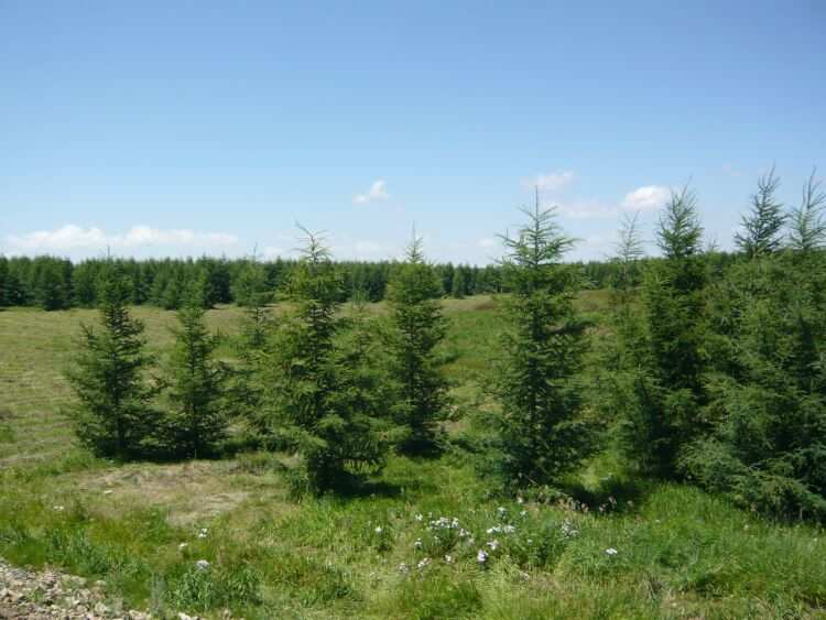 沙地云杉克什克腾群体45