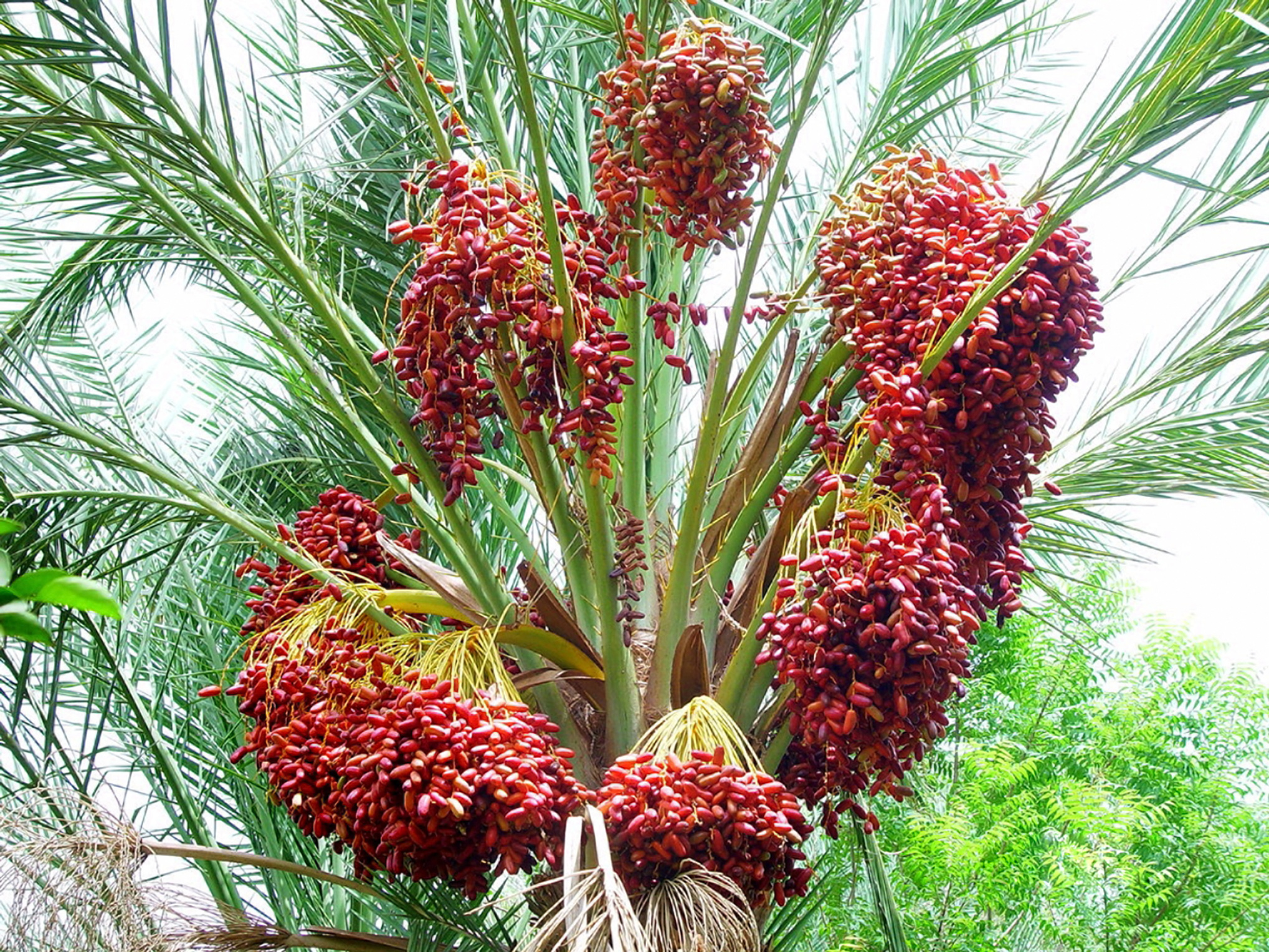 椰枣树图片(椰枣树图片功效与作用)