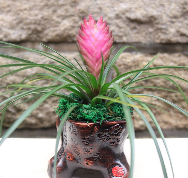 紫色的凤梨花大家见过吗 百科ta说