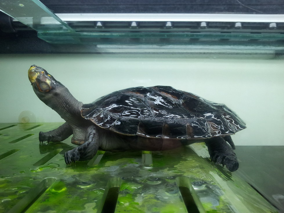  i>podocnemis unifilis /i>)是侧颈龟科,南美侧颈龟属动物