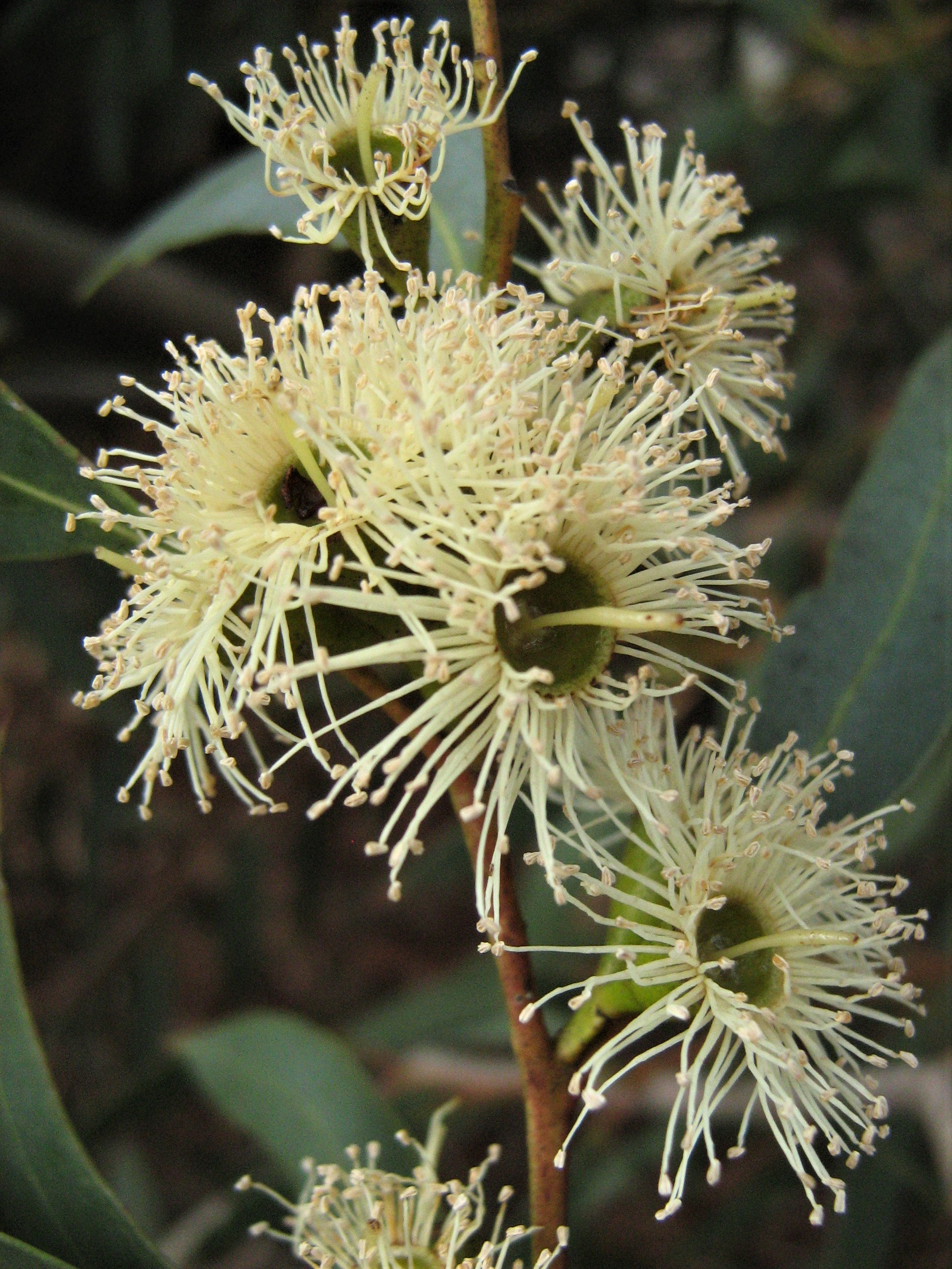 eucalyptus moluccana
